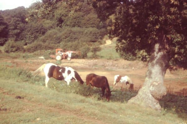 Ninham Farming Archive-10